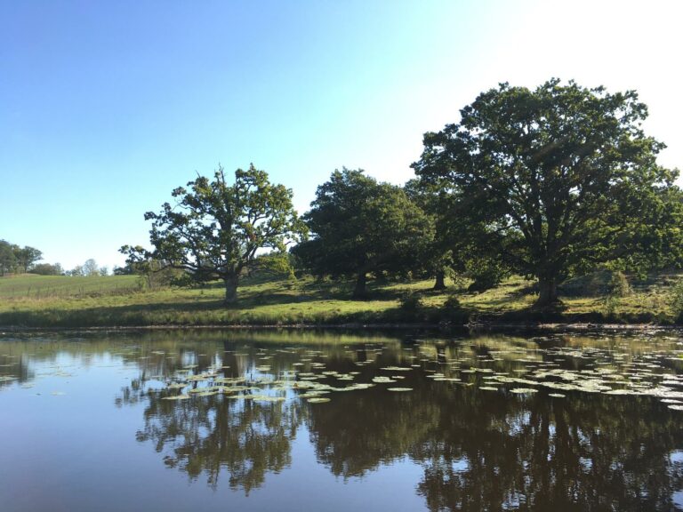 IMG 20201011 WA0014 768x576