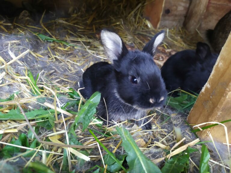 Hasenfoto April 2021 768x576