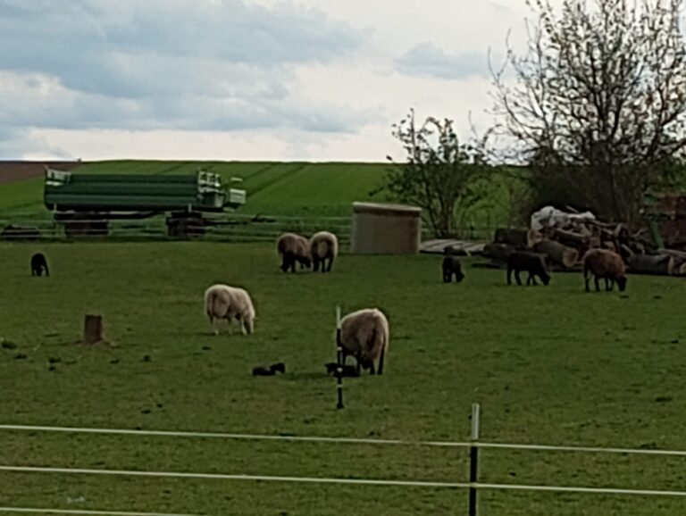 IMG 20240404 163634249 1 768x578