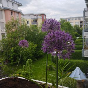 IMG 20230518 150652 Kopie 300x300