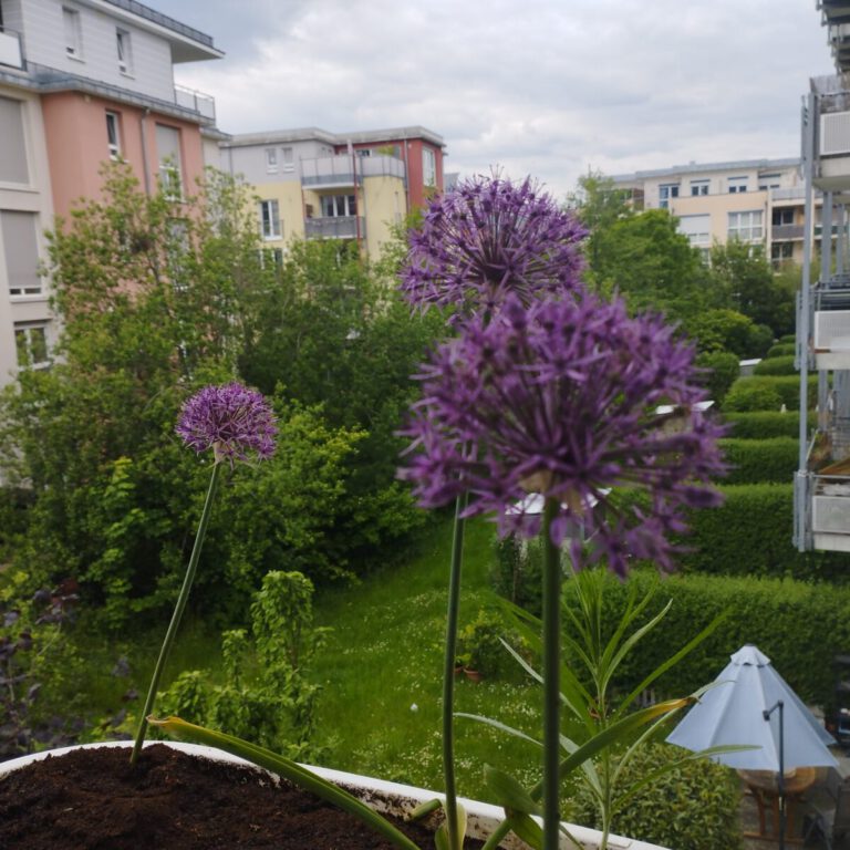 IMG 20230518 150652 Kopie 768x768