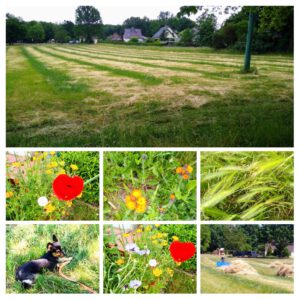 22 06 17 Priort 1 300x300