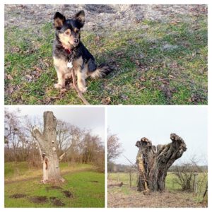 23 02 15 Trudi in der Heide 300x300